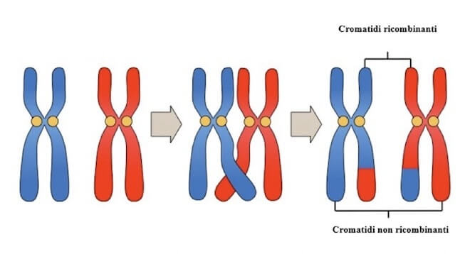 crossing-over